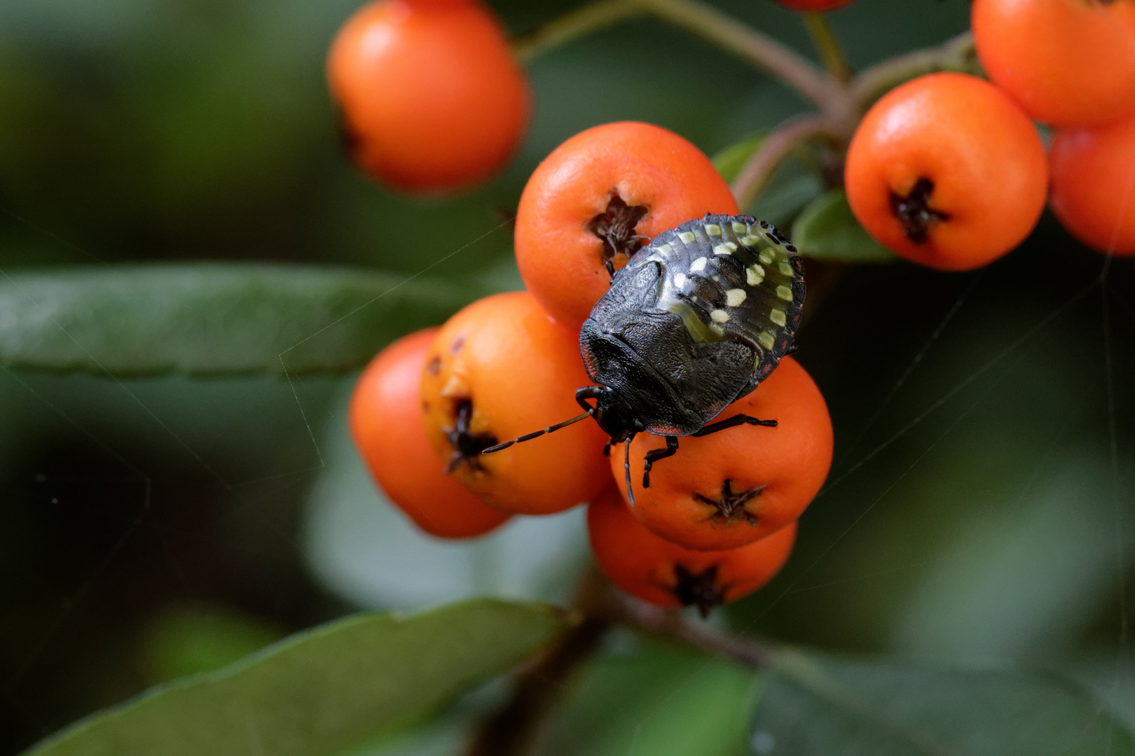 Larve der Grünen Reiswanze (Nezara viridula)