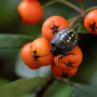 Larve der Grünen Reiswanze (Nezara viridula)