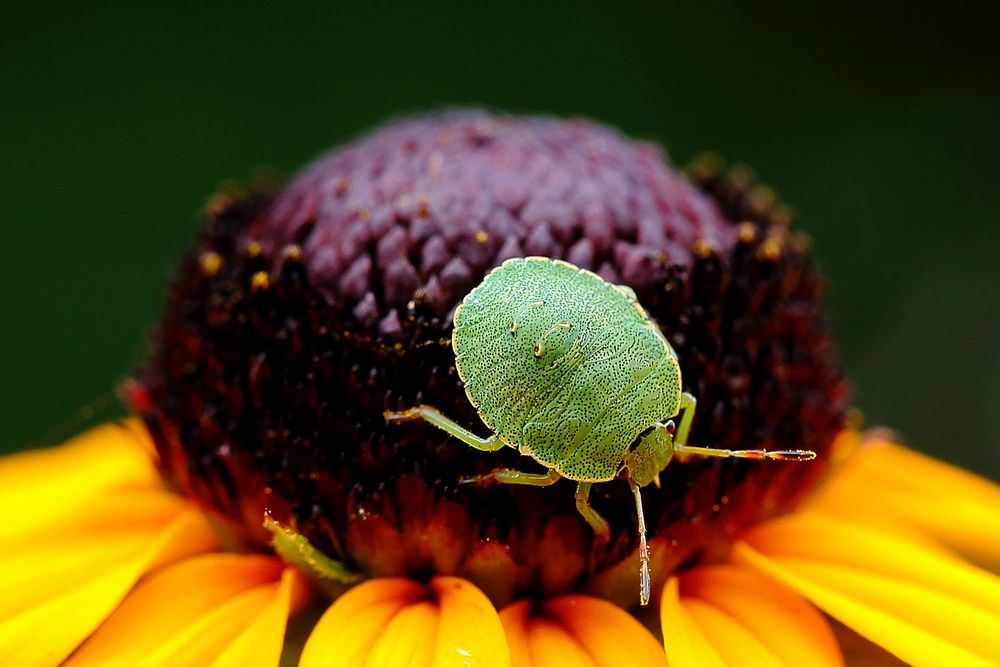 Larve der Grünen Stinkwanze (Palomena prasina)