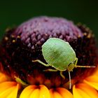 Larve der Grünen Stinkwanze (Palomena prasina)