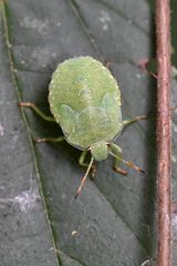 Larve der Grünen Stinkwanze ( Palomena prasina)