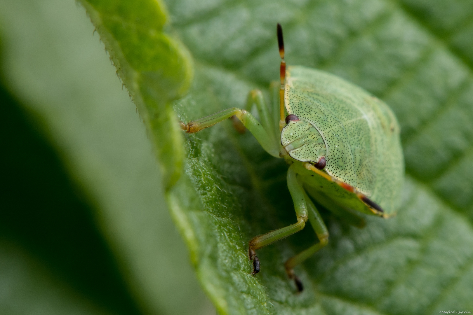 Larve der grünen Stinkwanze. (Palomena prasina)