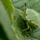 Larve der grünen Stinkwanze. (Palomena prasina)