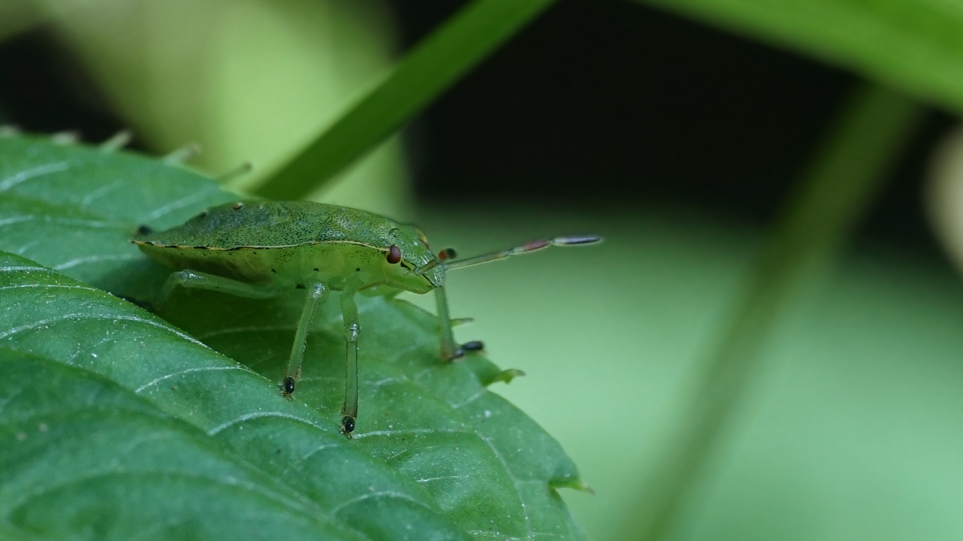 Larve der grünen Stinkwanze / palomena prasina