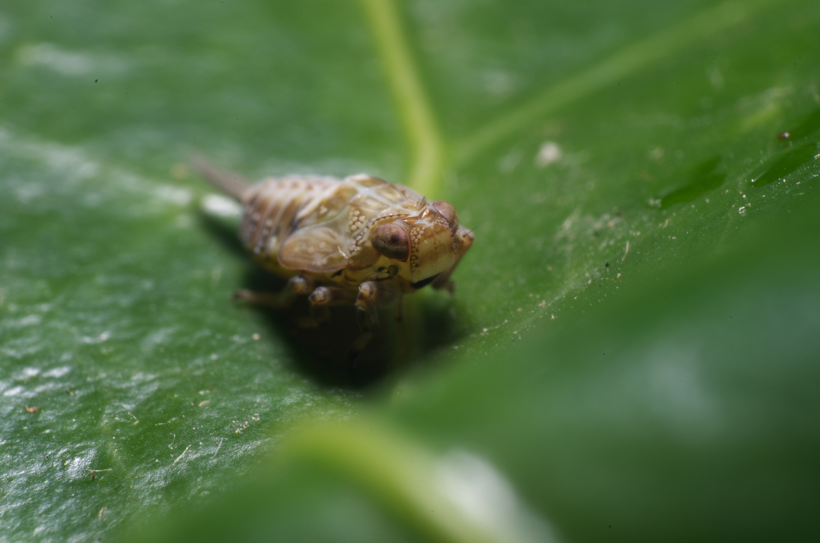 Larve der Issus coleoptratus (Käferzikade)