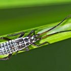 Larve der Langhaarigen Dolchwanze (Leptopterna dolabrata) - Une larve de punaise.