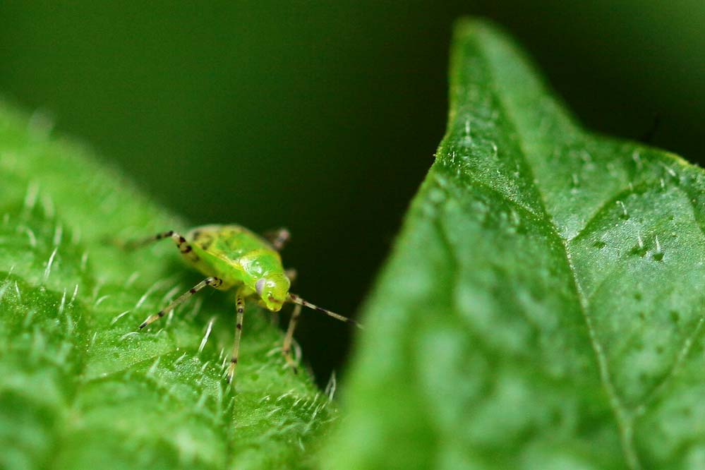 Larve der Liocoris tripustulatus