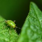 Larve der Liocoris tripustulatus