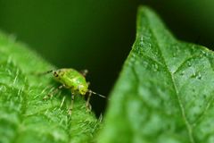 Larve der Liocoris tripustulatus