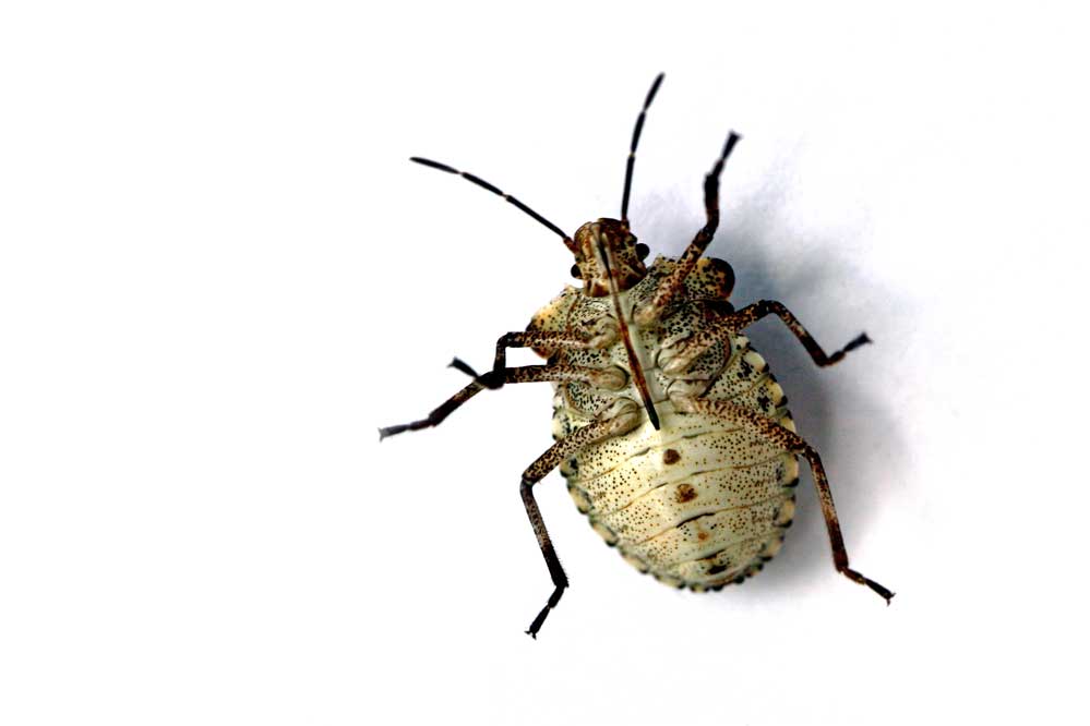 Larve der Pentatoma rufipes im letzten (5.) Larvenstadium - Bauchseite