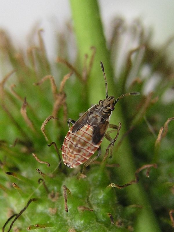 Larve der Platanen-Langwanze Arocatus longiceps