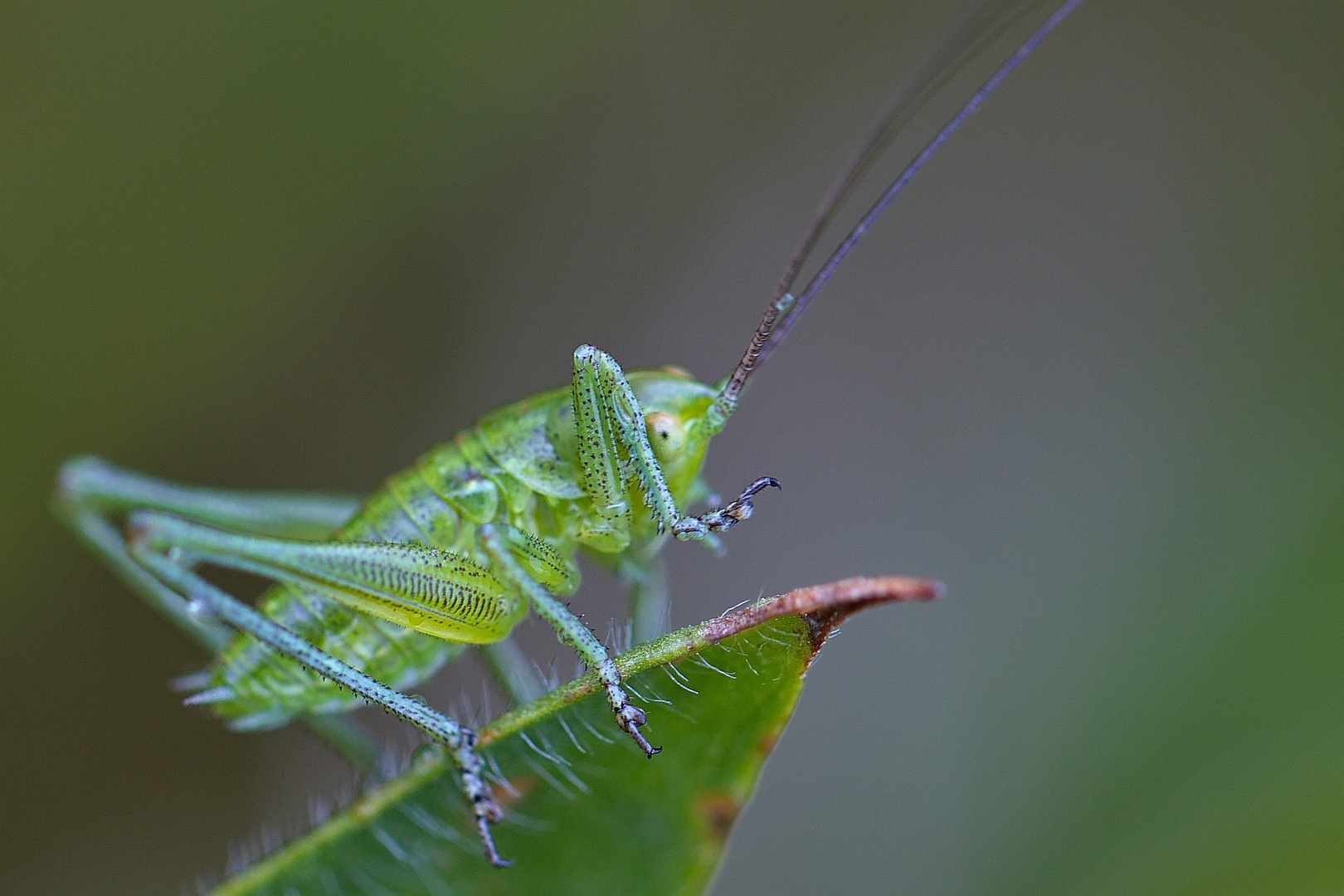 Larve der punktierten Zartschrecke