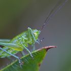 Larve der punktierten Zartschrecke