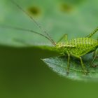 Larve der Punktierten Zartschrecke