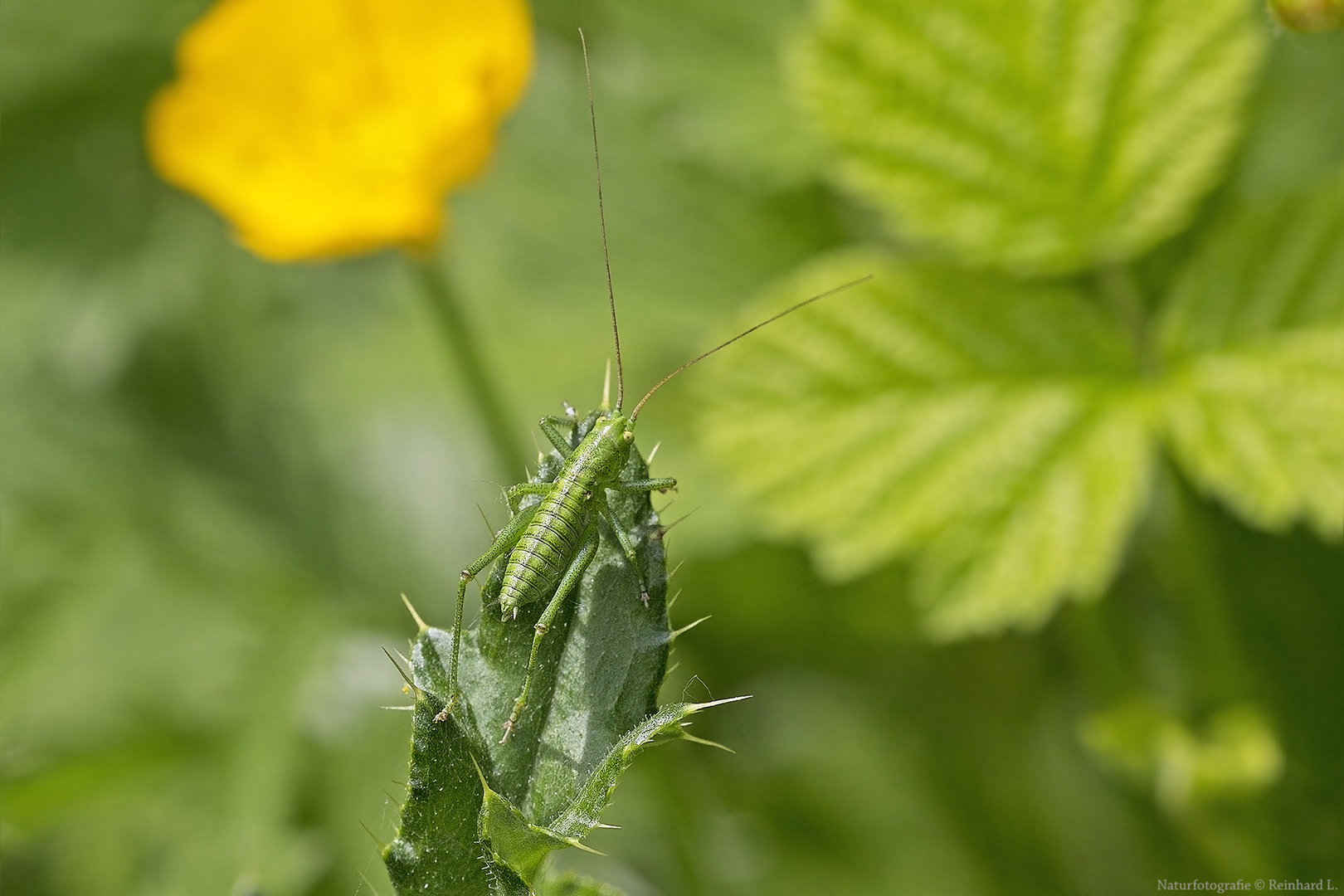  Larve der Punktierten Zartschrecke