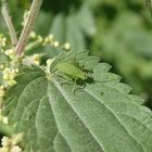 Larve der Punktierten Zartschrecke (Leptophyes punctatissima)