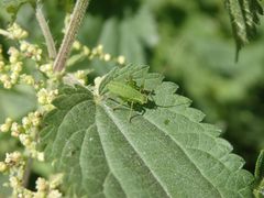 Larve der Punktierten Zartschrecke (Leptophyes punctatissima)