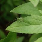 Larve der Punktierten Zartschrecke (Leptophyes punctatissima)