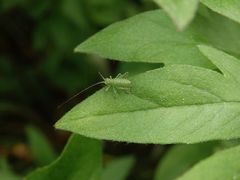 Larve der Punktierten Zartschrecke (Leptophyes punctatissima)