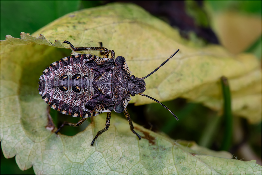 Larve der Rotbeinigen Baumwanze (Pentatoma rufipes)