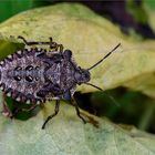 Larve der Rotbeinigen Baumwanze (Pentatoma rufipes)