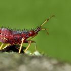 Larve der Roten Weichwanze (Deraeocoris ruber) - Une mini larve de punaise très utile!