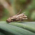 Larve der Sackträger-Motte (Psychidae) im Pflanzenfaser-Köcher (1)