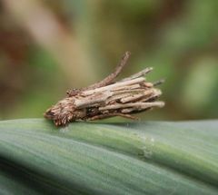 Larve der Sackträger-Motte (Psychidae) im Pflanzenfaser-Köcher (1)