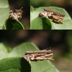 Larve der Sackträger-Motte (Psychidae) im Pflanzenfaser-Köcher