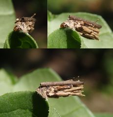 Larve der Sackträger-Motte (Psychidae) im Pflanzenfaser-Köcher