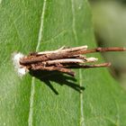 Larve der Sackträger-Motte (Psychidae) im Pflanzenfaser-Köcher (3)