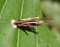 Larve der Sackträger-Motte (Psychidae) im Pflanzenfaser-Köcher (3)