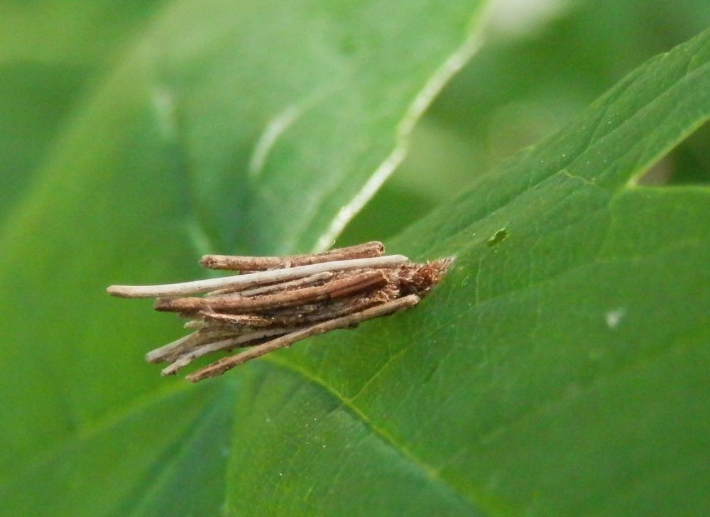 Larve der Sackträger-Motte (Psychidae) im Pflanzenfaser-Köcher (4)