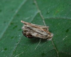 Larve der Sackträger-Motte (Psychidae) im Pflanzenfaser-Köcher (5)