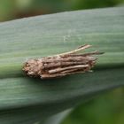 Larve der Sackträger-Motte (Psychidae) im Pflanzenfaser-Köcher auf Knoblauch