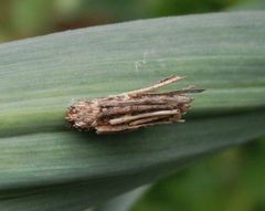 Larve der Sackträger-Motte (Psychidae) im Pflanzenfaser-Köcher auf Knoblauch