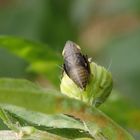 Larve der Wiesen-Erdzikade (Aphrodes makarovi)