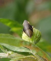 Larve der Wiesen-Erdzikade (Aphrodes makarovi)