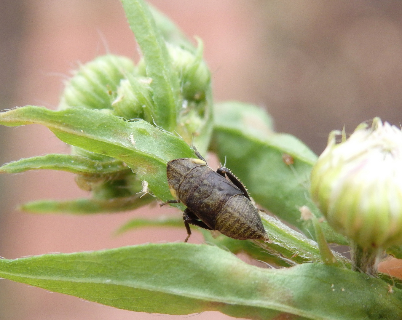 Larve der Wiesen-Erdzikade (Aphrodes makarovi)