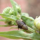 Larve der Wiesen-Erdzikade (Aphrodes makarovi)