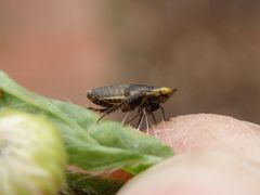 Larve der Wiesen-Erdzikade (Aphrodes makarovi)