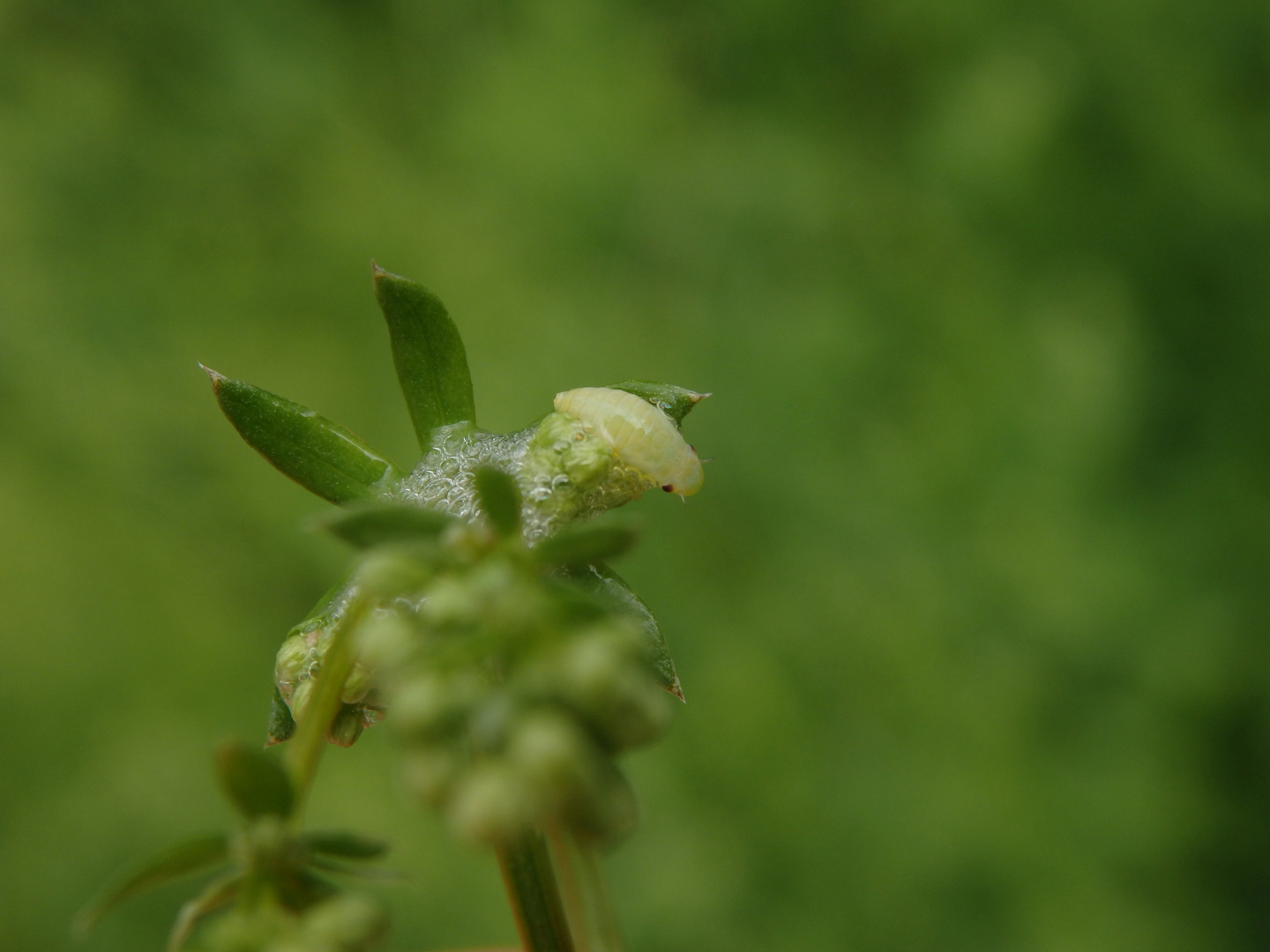 Larve der Wiesenschaumzikade (Philaneus spumarius)