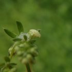 Larve der Wiesenschaumzikade (Philaneus spumarius)