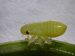 Larve der Wiesenschaumzikade (Philaneus spumarius)