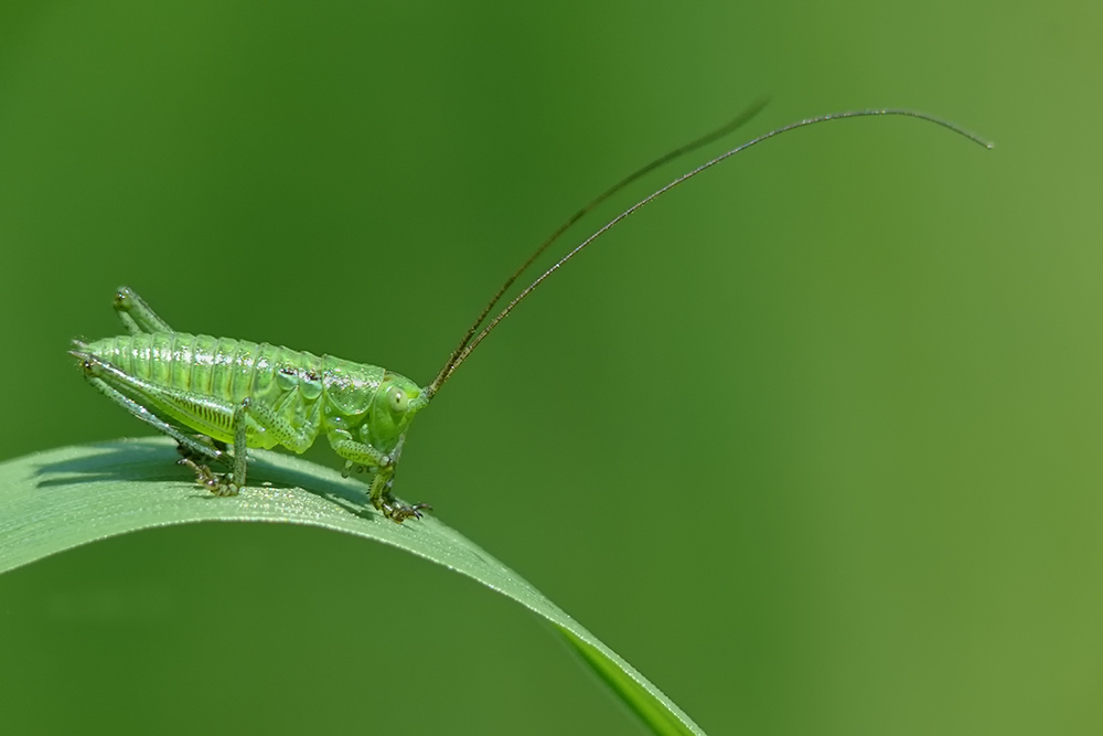 Larve der Zwitscherschrecke (Tettigonia cantans)