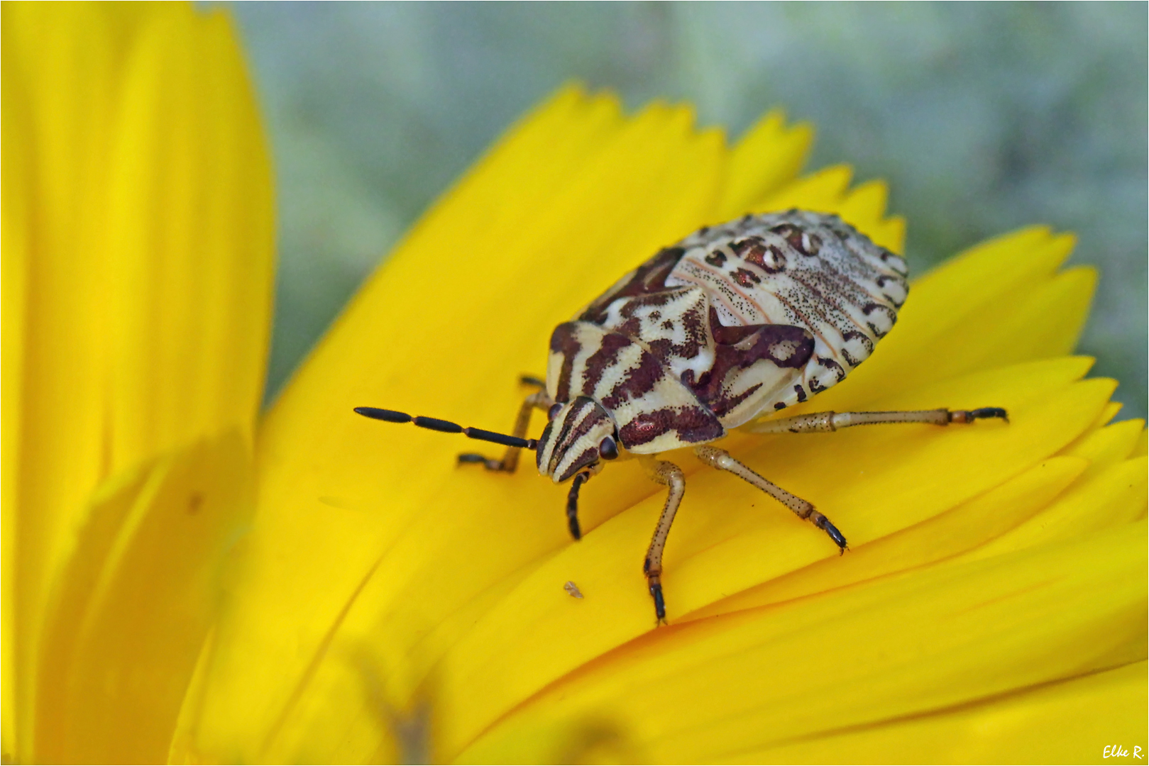 Larve der	Purpur-Fruchtwanze (Carpocoris purpureipennis)