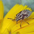 Larve der	Purpur-Fruchtwanze (Carpocoris purpureipennis)