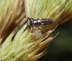 Larve des 14-Punkt-Marienkäfers (Propylea quatuordecimpunctata) beim Futtern