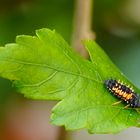 Larve des asiatischen Harlekin Marienkäfers