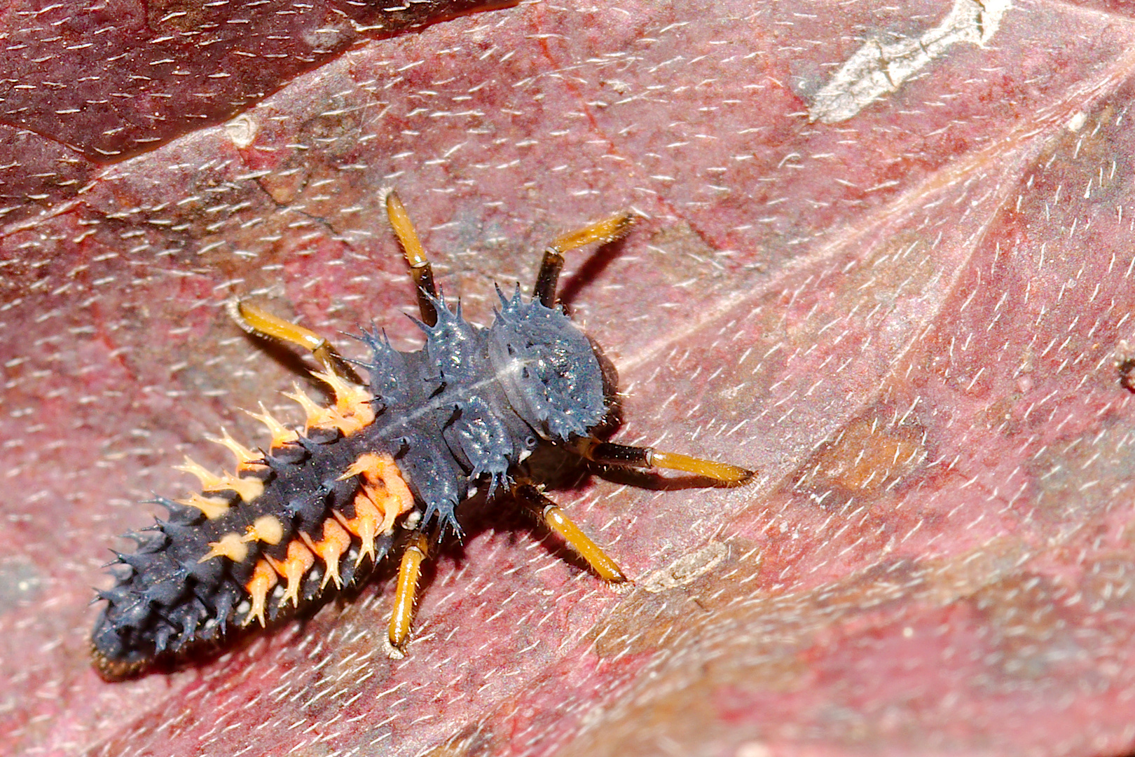 Larve des asiatischen Marienkäfers